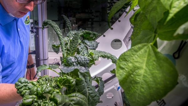 Dyrk planter i rummet