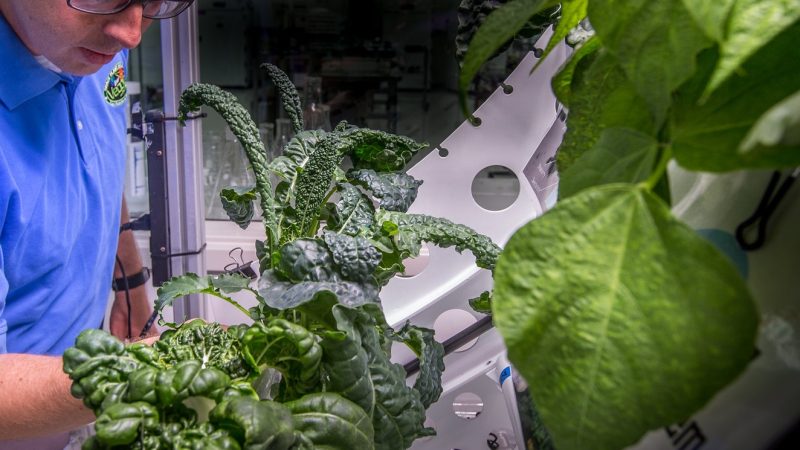 Dyrk planter i rummet