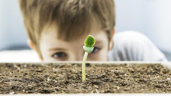Hvilke materialer kan være gode til plantekuvøsen?